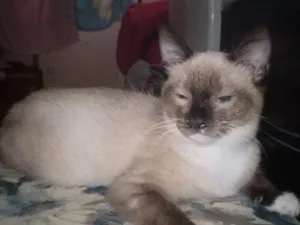 Gato raça SRD idade 2 a 6 meses nome Brenda