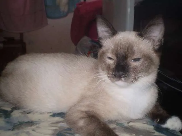 Gato ra a SRD idade 2 a 6 meses nome Brenda