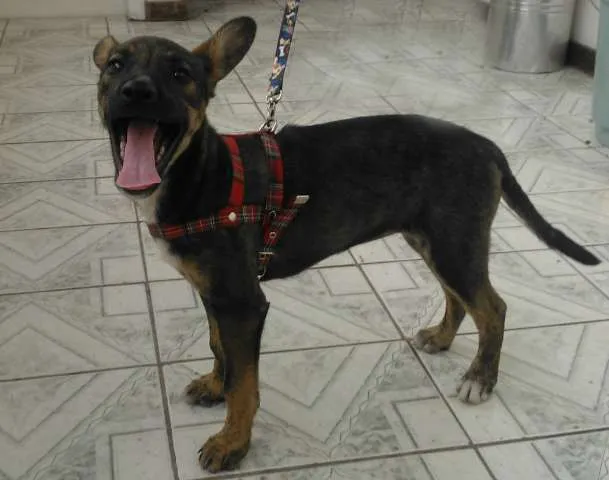 Cachorro ra a SRD idade 2 a 6 meses nome Felícia