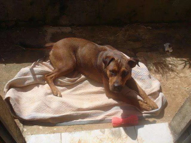 Cachorro raça SRD idade 4 anos nome Panqueca