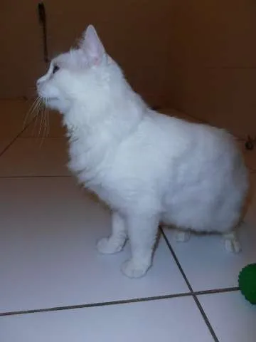 Gato ra a srd idade 1 ano nome Eva