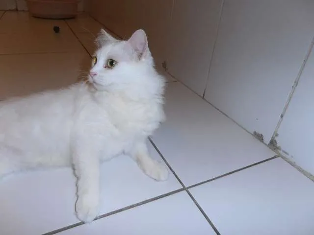 Gato ra a srd idade 1 ano nome Eva