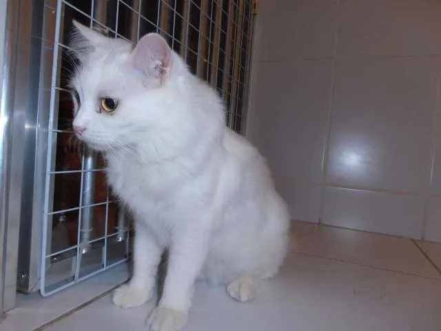 Gato ra a srd idade 1 ano nome Eva