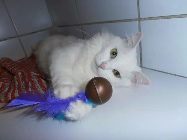 Gato ra a srd idade 1 ano nome Eva