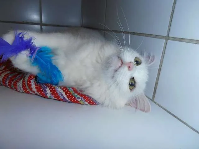 Gato ra a srd idade 1 ano nome Eva