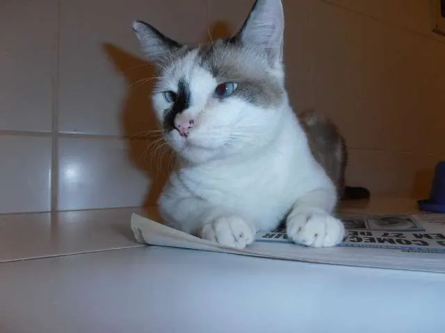 Gato ra a srd idade 2 anos nome Trufa