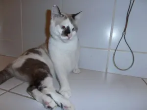 Gato raça srd idade 2 anos nome Trufa