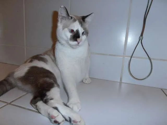Gato ra a srd idade 2 anos nome Trufa