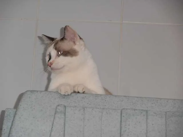Gato ra a srd idade 2 anos nome Trufa