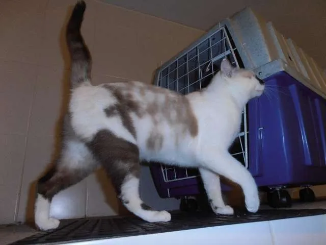 Gato ra a srd idade 2 anos nome Trufa