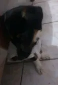 Estrela