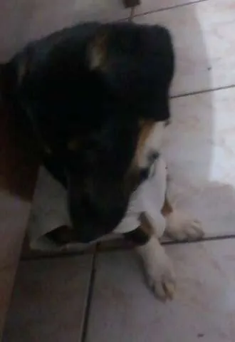 Cachorro ra a  idade 7 a 11 meses nome Estrela