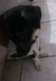 Estrela