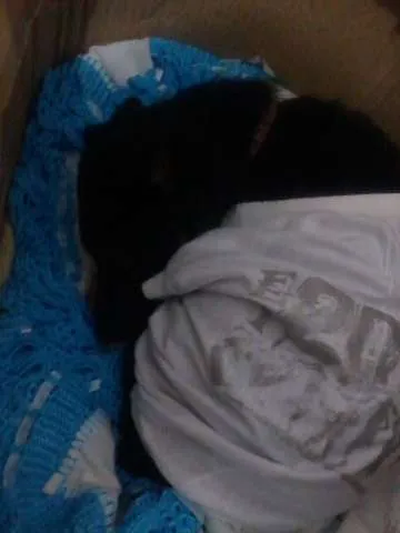 Cachorro ra a  idade 7 a 11 meses nome Estrela