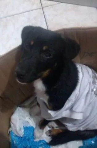 Cachorro ra a  idade 7 a 11 meses nome Estrela