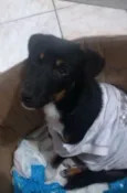 Estrela