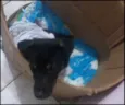 Estrela