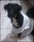 Estrela