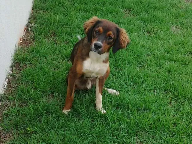 Cachorro ra a  idade 1 ano nome Sem nome