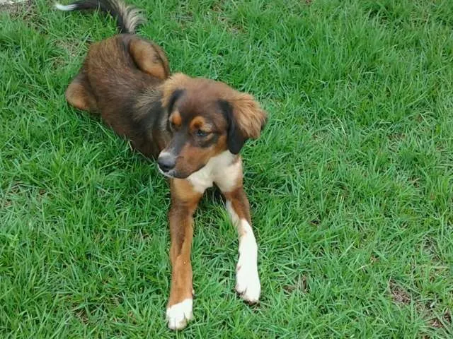 Cachorro ra a  idade 1 ano nome Sem nome