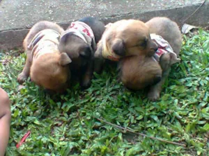 Cachorro raça SRD idade 2 a 6 meses nome sem nome definido