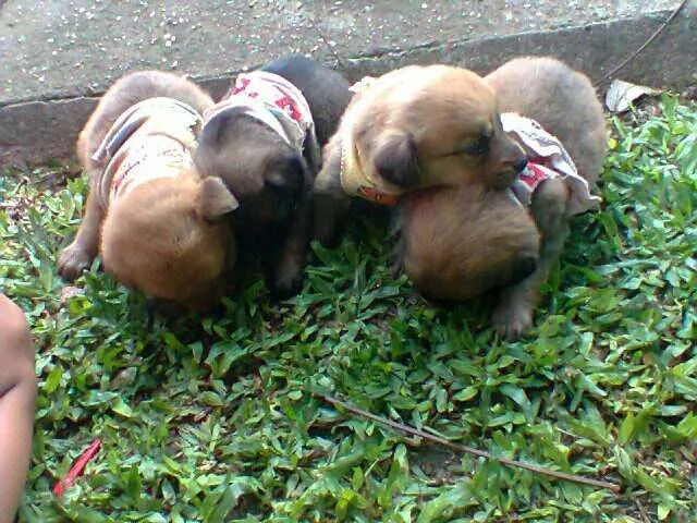 Cachorro ra a SRD idade 2 a 6 meses nome sem nome definido