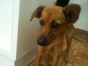 Cachorro raça SRD idade 7 a 11 meses nome Nina 