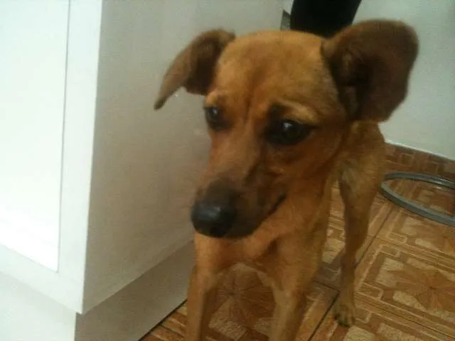 Cachorro ra a SRD idade 7 a 11 meses nome Nina 