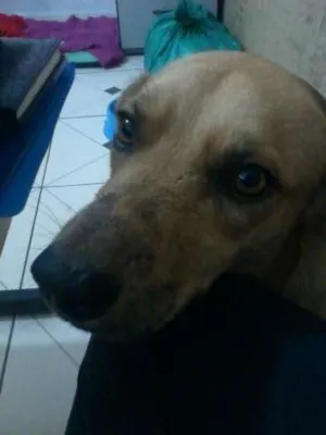 Cachorro raça SRD idade 2 anos nome Príncipe 
