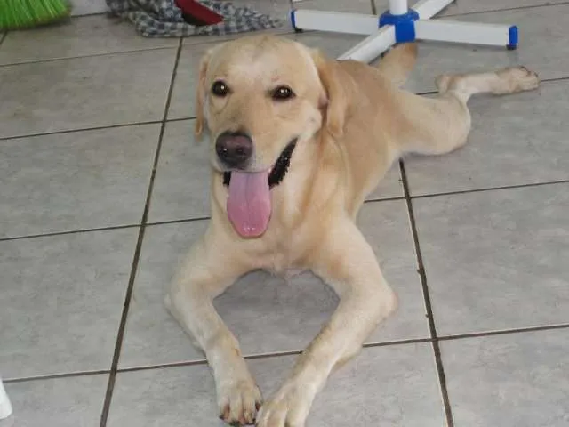 Cachorro ra a Labrador idade nome "Xuxu" - Labrador