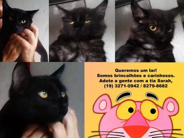 Gato ra a SRD idade 2 a 6 meses nome Pretinho