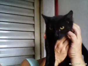 Gato raça SRD idade 2 a 6 meses nome Pretinho