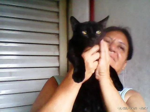 Gato ra a SRD idade 2 a 6 meses nome Pretinho