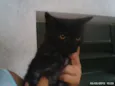 Pretinho