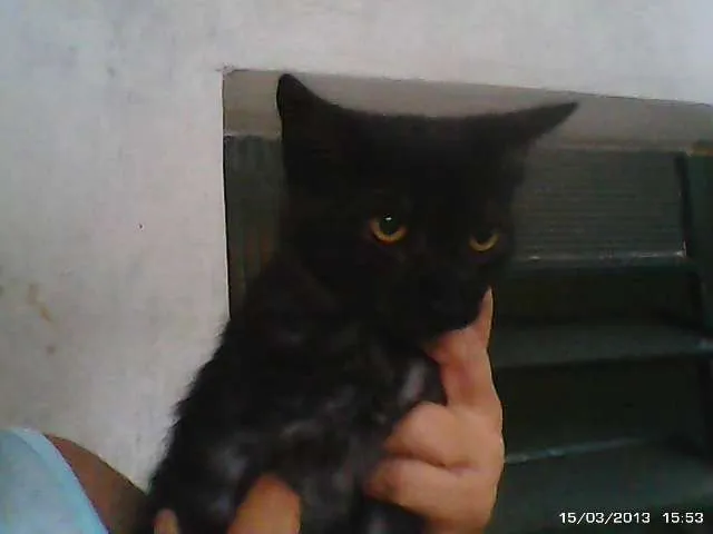 Gato ra a SRD idade 2 a 6 meses nome Pretinho