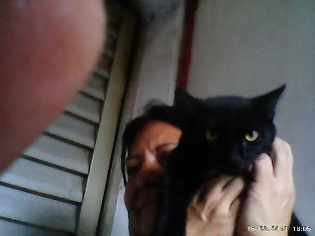 Gato ra a SRD idade 2 a 6 meses nome Pretinho