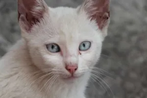 Gato raça SRD idade 2 a 6 meses nome Os Branquinhos