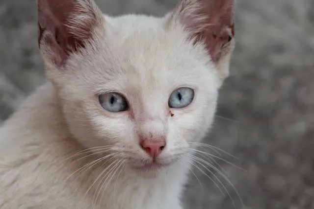 Gato ra a SRD idade 2 a 6 meses nome Os Branquinhos