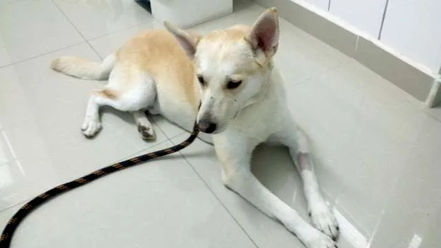 Cachorro ra a SRD idade  nome Sem Nome