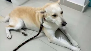 Cachorro raça SRD idade  nome Sem Nome