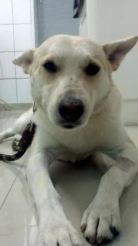 Cachorro ra a SRD idade  nome Sem Nome