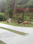PIT BULL PIPOCA