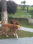 PIT BULL PIPOCA