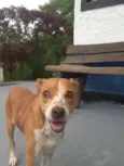 PIT BULL PIPOCA