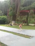 PIT BULL PIPOCA