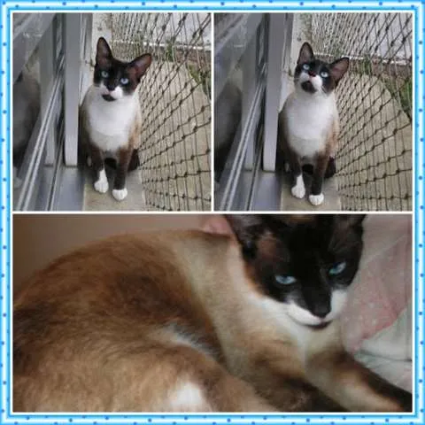 Gato ra a SRD idade 2 anos nome Mingau