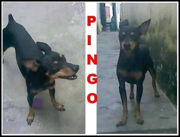 Cachorro ra a Pinscher idade 6 ou mais anos nome Pingo