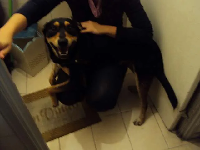 Cachorro ra a SRD idade 2 anos nome Baloo