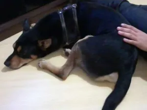 Cachorro raça SRD idade 2 anos nome Baloo