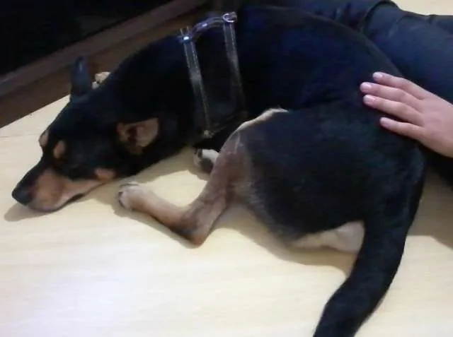Cachorro ra a SRD idade 2 anos nome Baloo